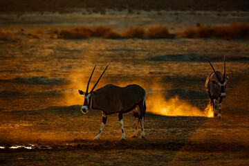 Two South African Oryx in waterhole at sunset in Kgalagadi transfrontier park, South Africa; specie...
