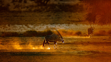 Fototapeta na wymiar South African Oryx walking in sand at sunset in Kgalagadi transfrontier park, South Africa; specie Oryx gazella family of Bovidae