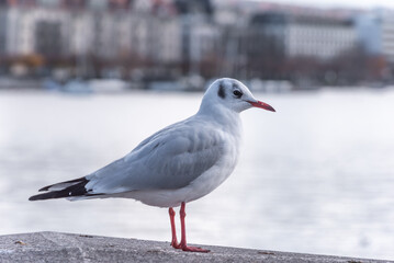 Mittelmeermöwe am Zürichsee