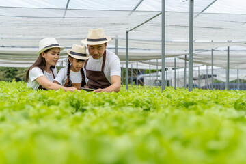 Asian family father, mother and daughter picking vegetables. Happy inspecting your own hydroponic vegetable garden.