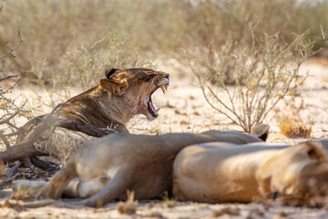 Fototapeta na wymiar African lioness lying down and yawning in Kgalagadi transfrontier park, South Africa; Specie panthera leo family of felidae