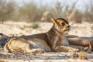 African lioness resting in dry land in Kgalagadi transfrontier park, South Africa; Specie panthera...