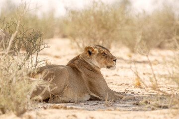 Fototapeta na wymiar African lioness resting in dry land in Kgalagadi transfrontier park, South Africa; Specie panthera leo family of felidae