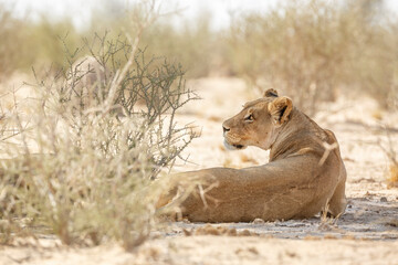 African lioness resting in dry land in Kgalagadi transfrontier park, South Africa; Specie panthera leo family of felidae