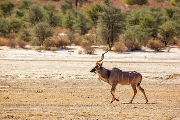 Greater kudu male walking in dry land in Kgalagadi transfrontier park, South Africa; Specie Tragelaphus strepsiceros family of Bovidae