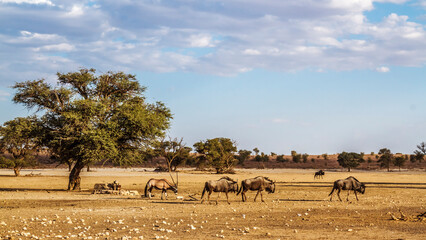 Wildlife scenery with blue wildebeest and african oryx in Kgalagadi transfrontier park, South Africa - obrazy, fototapety, plakaty