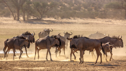Herd of Blue wildebeest standing at waterhole in Kgalagadi transfrontier park, South Africa ; Specie Connochaetes taurinus family of Bovidae