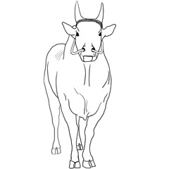 Kangayam Bull – Jallikattu Bull