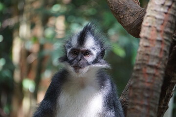 Thomas Monkey Sumatra