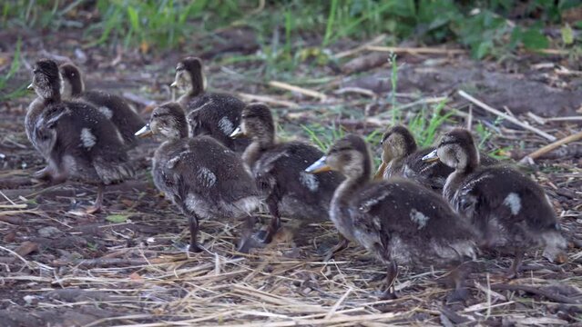 Sord of Mallard ducks walking in the park in spring