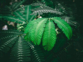 fern leaves