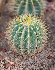 Portrait eines Kaktus, Ein Kaktus in einer Tropischen Umgebung.
