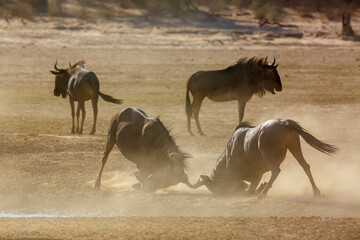 Two Blue wildebeest dueling in sand dry land in Kgalagadi transfrontier park, South Africa ; Specie...