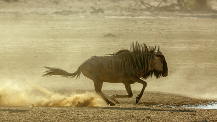 Obraz na płótnie Canvas Blue wildebeest running in sand dry land in Kgalagadi transfrontier park, South Africa ; Specie Connochaetes taurinus family of Bovidae