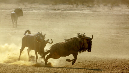 Two Blue wildebeest running in fight in sand dry land in Kgalagadi transfrontier park, South Africa ; Specie Connochaetes taurinus family of Bovidae