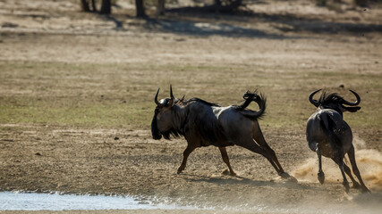 Two Blue wildebeest running in fight in sand dry land in Kgalagadi transfrontier park, South Africa ; Specie Connochaetes taurinus family of Bovidae