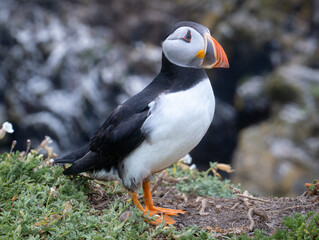 Puffin on the edge of cliff with rocky background