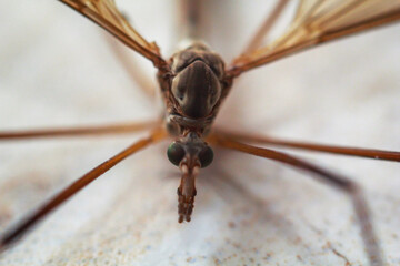 Nahaufnahme einer Schnake, einer Tipula paludosa / oleracea. Portrait einer Langbeinschrecke.
