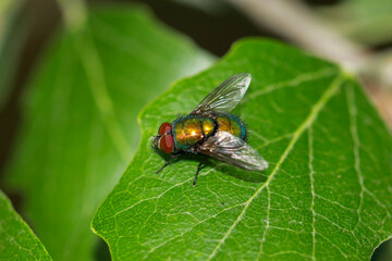Eine Fliege, Goldfliege unbest. (Lucila spec.) auf einem Baumblatt.