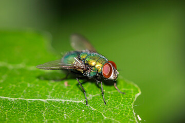 Eine Fliege, Goldfliege unbest. (Lucila spec.) auf einem Baumblatt.