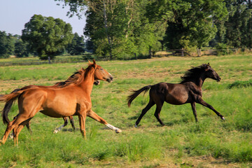Pferde auf einer Weide einer Koppel beim grasen, beim toben.
