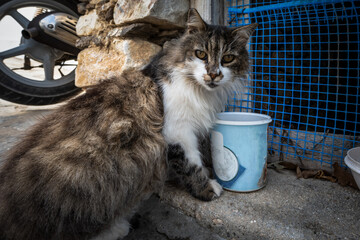 Die Katzen von Lefkes