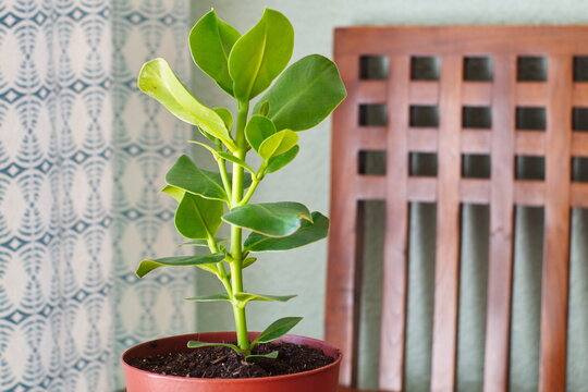 Pretty potted clusia rosea plant in growth phase