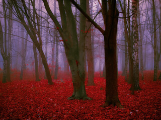 Paranormal autumn forest in the morning fog. Red mystical forest in late autumn. Strange gloomy...