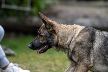 A profile picture of a young happy German Shepherd. Sable-colored working line breed