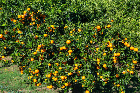 Delicious Wenzhou mandarin oranges from mikan orchard.