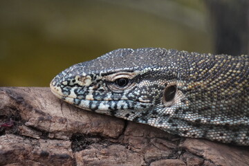 Nile monitor