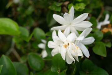 Obraz na płótnie Canvas jasmine. white flower in the garden