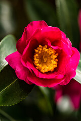 Fototapeta premium The winter flower camellia is in full bloom