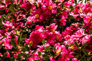 The winter flower camellia is in full bloom