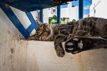 Die Katzen von Lefkes