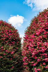 Obraz premium The winter flower camellia is in full bloom