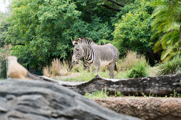Fototapeta na wymiar Zebra in the Woods