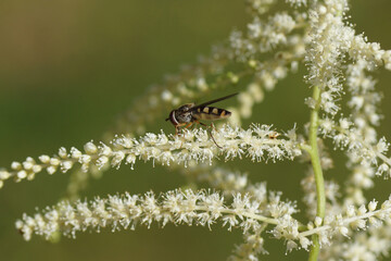 Close up female hoverfly Meliscaeva auricollis. Small, white flowers and blurred flowers of Goatsbeard (Aruncus dioicus). Rose family (Rosaceae). June, Dutch garden.