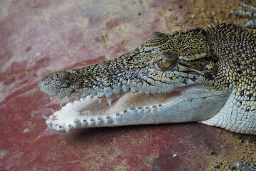 saltwater crocodile
