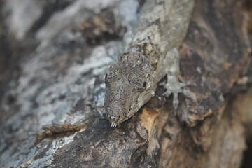 Western bearded anole
