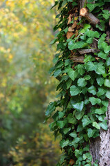 Ivy growing on the tree, colorful autumn leave sin the background. Autumn in the forest. Selective focus.