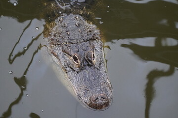 American alligator