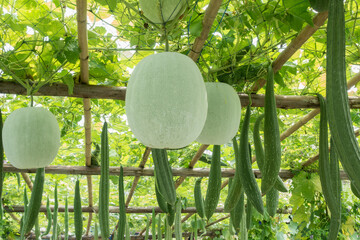 Fresh Winter melon fruits or White gourd, Winter gourd hanging in the garden.