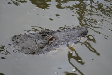 American alligator