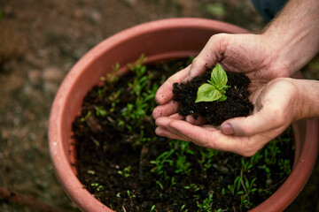 A male farmer holds a tree seedling in his hand to plant in the vegetable plot. Seedling plant sprout in soil. Concept agriculture farming