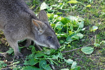 Parma wallaby