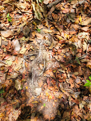 autumn leaves background