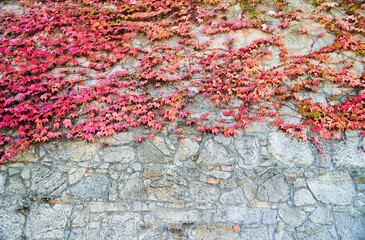Red boston ivy growing on the stone wall. Plant Parthenocissus tricuspidata. High quality photo