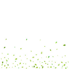 Leaves Green Falling Flying Foliage Leaf Tea Mint