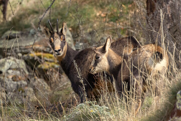 Camoscio con piccolo